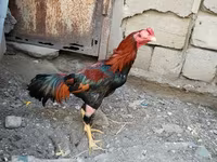 Chickens — sawirka 5