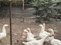 Geese — foto 1