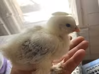 Brahma — foto 2