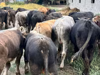 Bulle, Swiss cattle — Foto 6
