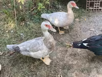 Ducks — 2 зураг