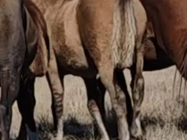 Kuda (lot, jantina tidak dinyatakan), Mugalzhar horse