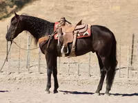 雄馬, Friesian — 写真 4