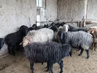 گوسفند (گروه، جنسیت مشخص نشده), Hissar sheep — عکس 4