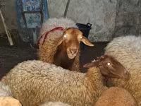 مینڈھا, بھیڑیں — تصویر 4