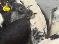 Cattle (batch, sex not specified), Cattle — photo 2