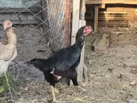 Chickens — foto 6