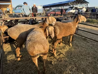 Widder, Arashan sheep — Foto 3
