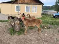 Kambing jantan, Rhon sheep — foto 4