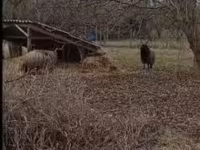 Ovce, Racka sheep — foto 2