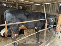 Touro, Raça Holstein — foto 4
