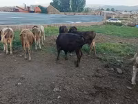 Caprone, Capre — foto 4