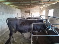 วัวตัวผู้, Swiss cattle — รูปภาพ 1