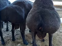 قوچ, Hissar sheep — عکس 1