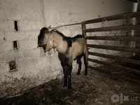 Oğlak, Beetal goats — foto 4