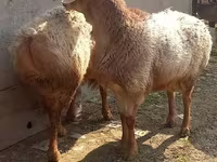 قوچ, گوسفند — عکس 3