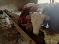 گاو نر, Simmental cattle — عکس 3
