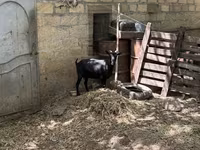 Koza, Murcia-Granada goats — fotografija 5