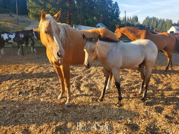 Cheval, Quarter Horse
