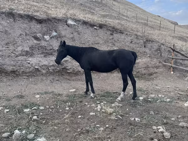 Stute, Anglo-Arabian