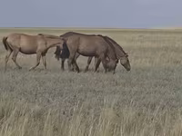 ม้าตัวเมีย, Mugalzhar horse — รูปภาพ 7