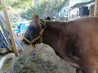 गाय, Swiss cattle — फ़ोटो 5