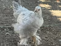 Chickens — عکس 1