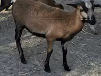Beran, Cameroon sheep — foto 1