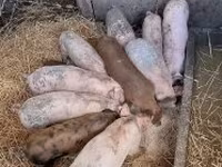 Zeug, Varkens — foto 1