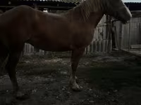 Kısrak, Atlar — foto 2