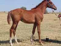 Pastuv, Thoroughbred horse — fotografija 4