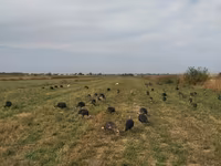 Širokoprsý bílý — foto 3