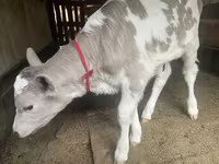 Mucca, Razza Alataus — foto 5