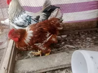 Chickens — foto 4