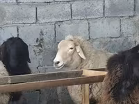میش, Tian-Shan semifinewool sheep — عکس 2