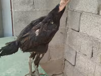 Chickens — عکس 3