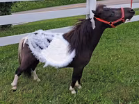 암말, Miniature horse — 사진 2