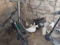 Chickens — عکس 3