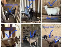 Kambing jantan, Goats — foto 1