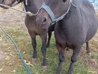 Hingst, Heste — foto 5