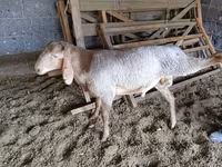 Brebis, Moutons — photo 1