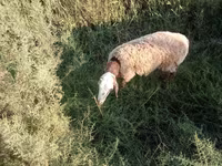 قوچ, Arashan sheep — عکس 3