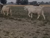 Cabras (lote, sexo no especificado), Nubian Goat — foto 7