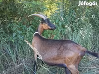 Buk, Alpine goat — foto 7