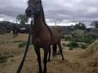 Hingst, Standardbred — foto 6