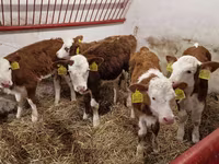 مویشی (گروپ، جنس مذکور نہیں), Simmental cattle — تصویر 2