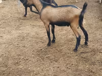 Kambing jantan, Goats — foto 2