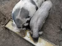 ወንድ አሣማ, Pigs — ፎቶ 2
