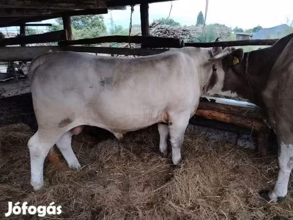 Bik, Krava limuzin