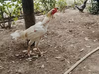 Chickens — الصورة 2